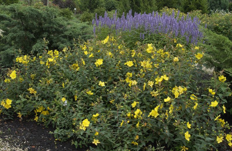 Hypericum 'Hidcote' - Großblumiges Johanniskraut 'Hidcote'
