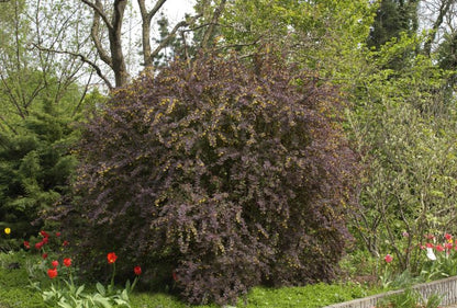 Berberis ottawensis 'Superba' - Große Blutberberitze 'Superba'