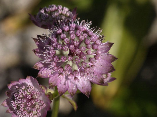 Astrantia major - Große Sterndolde