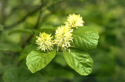 Fothergilla major - Großer Federbuschstrauch