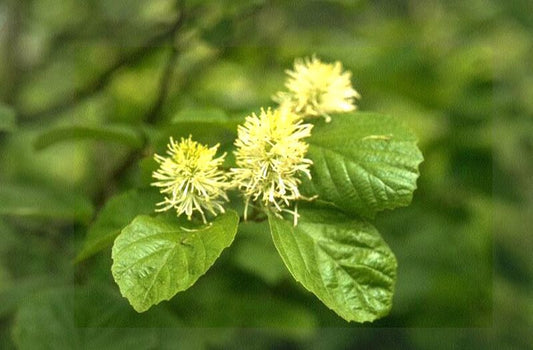 Fothergilla major - Großer Federbuschstrauch