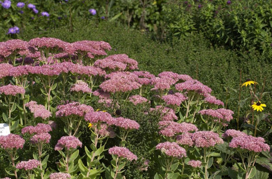 Sedum telephium 'Herbstfreude' - Großes Garten-Fettblatt Herbstfreude