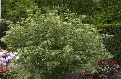 Euonymus planipes - Großfr.Pfaffenhütchen