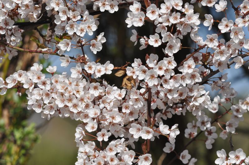 Prunus 'Trailblazer' CAC - Grossfrüchtige Blutpflaume