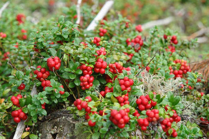 Vaccinium macrocarpon - Großfrüchtige Moosbeere