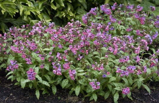 Pulmonaria saccharata 'Mrs Moon' - Großgeflecktes Garten-Lungenkraut