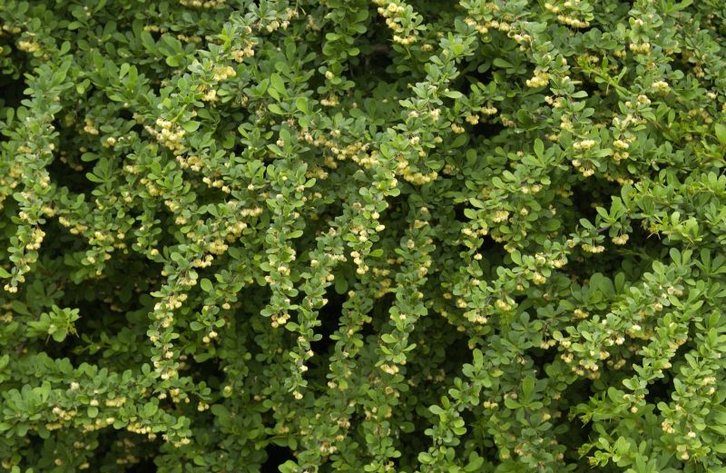 Berberis thunbergii - Grüne Heckenberberitze