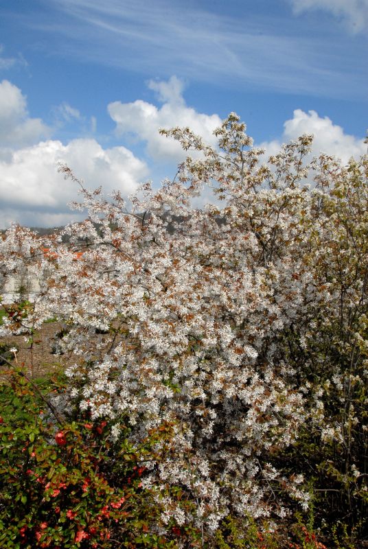 Amelanchier laevis - Hängende Felsenbirne