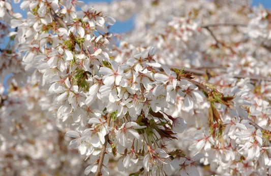 Prunus subhirtella 'Pendula' CAC - Hängende Frühlingskirsche