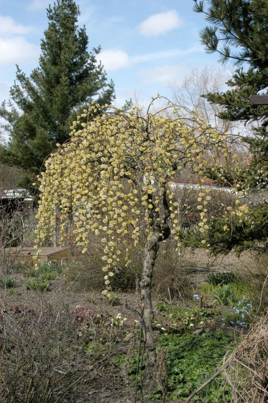 Salix caprea 'Pendula' - Hängende Kätzchenweide