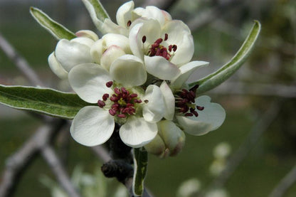 Pyrus salicifolia 'Pendula' CAC - Hängende Wildbirne
