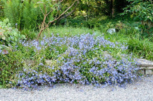 Campanula poscharskyana - Hängepolster-Glockenblume