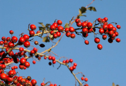 Crataegus grignonensis - Hahnendorn 'grignonensis'