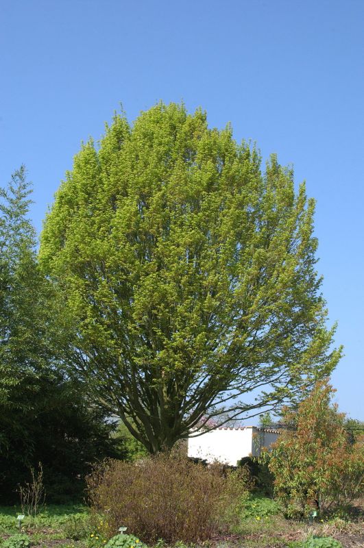 Carpinus betulus 'Columnaris' - Hainbuche / Weißbuche 'Columnaris'