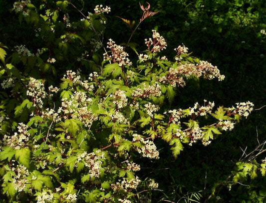 Stephanandra incisa - Halbhohe Kranzspiere