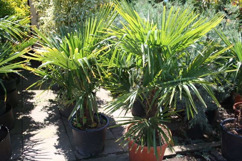 Trachycarpus fortunei - Hanfpalme