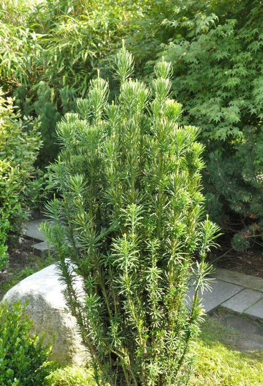 Cephalotaxus harringtonii 'Fastigiata' - Harringtons Säulen-Kopfeibe