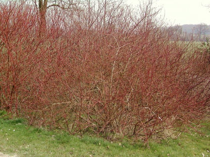 Cornus alba 'Sibirica Variegata' - Hartriegel 'Sibirica Variegata'