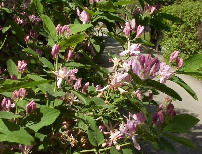 Lonicera korolkowii zabelii - Heckenkirsche