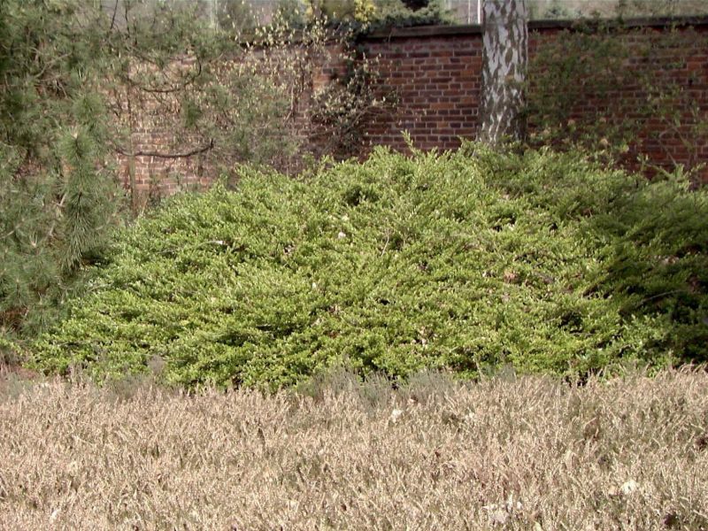 Lonicera nitida 'Elegant' - Heckenmyrte 'Elegant'