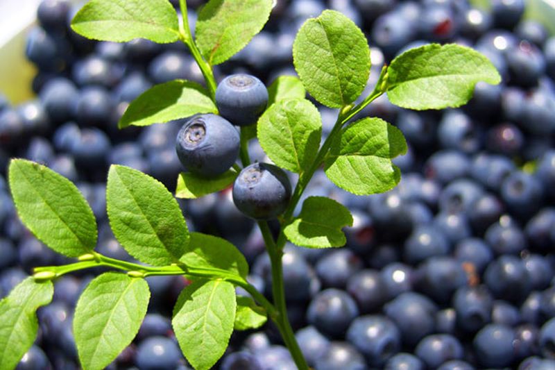 Vaccinium corymbosum 'Bluecrop' - Heidelbeere 'Bluecrop'