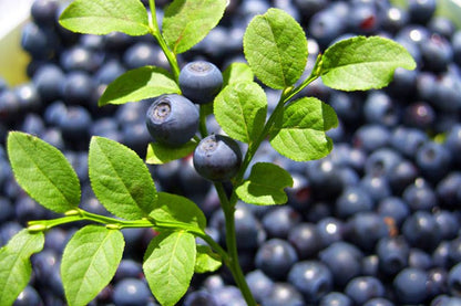 Vaccinium corymbosum 'Bluecrop' - Heidelbeere 'Bluecrop'