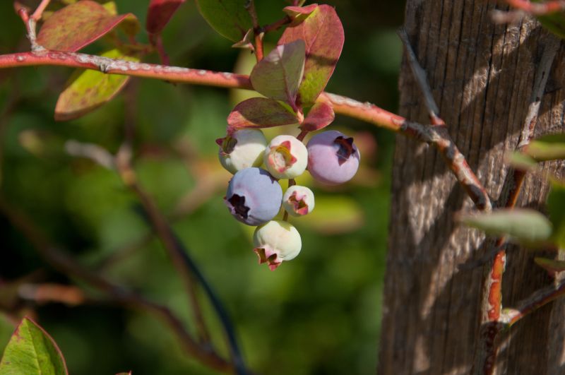 Vaccinium corymb.'Duke' - Heidelbeere 'Duke'