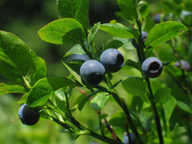 Vaccinium corymbosum 'Goldtraube' - Heidelbeere 'Goldtraube'
