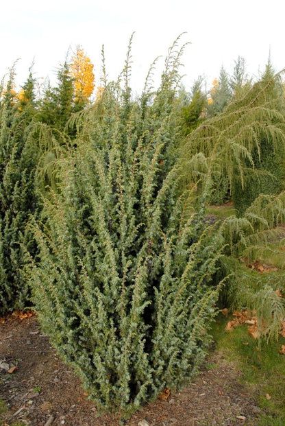 Juniperus com.'Meyer' - Heidewacholder 'Meyer'