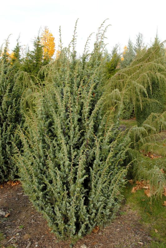 Juniperus com.'Meyer' - Heidewacholder 'Meyer'