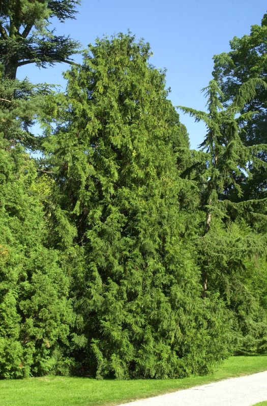 Thujopsis dolabrata - Hiba-Lebensbaum