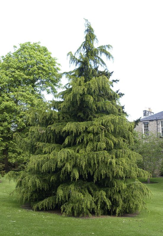 Cedrus deodara - Himalaya-Zeder