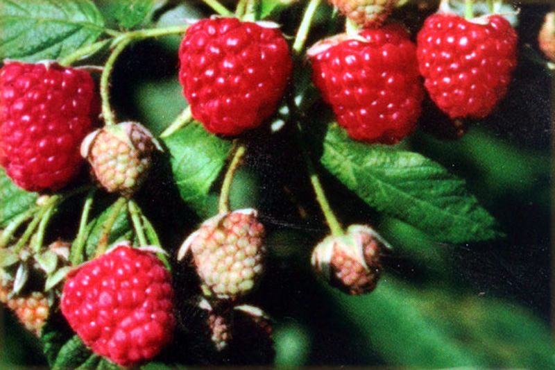 Rubus idaeus 'Autumn Bliss' -S- CAC - Himbeere 'Autumn Bliss' -S-