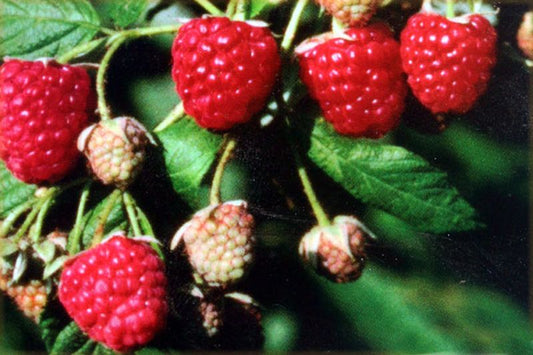 Rubus idaeus 'Autumn Bliss' -S- CAC - Himbeere 'Autumn Bliss' -S-