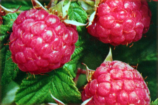 Rubus idaeus 'Himbostar' ® CAC - Himbeere 'Himbostar' ®