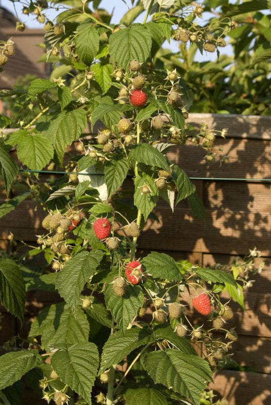 Rubus id.'Himbotop' ® CAC - Himbeere 'Himbotop' ®