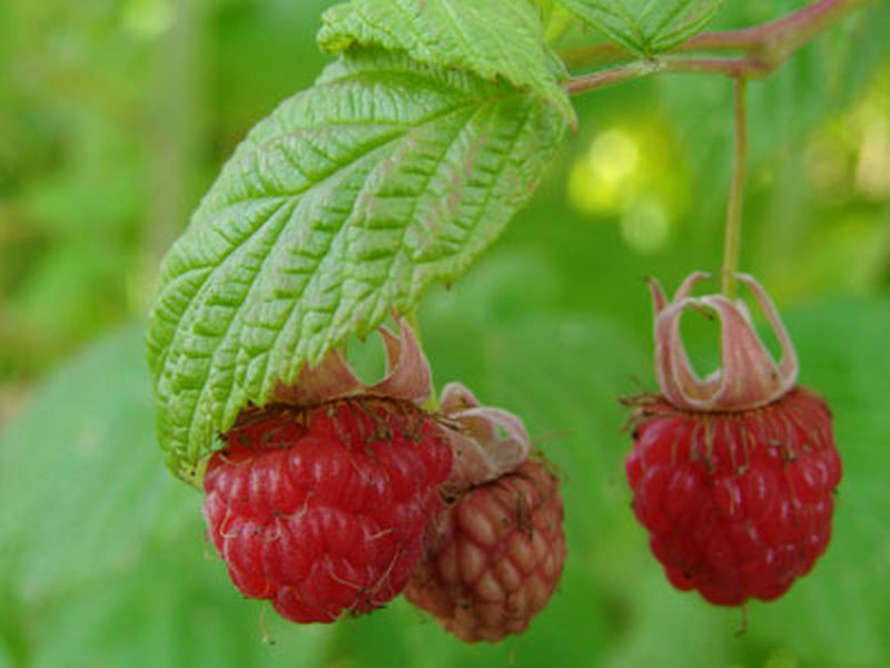 Rubus idaeus 'Malling Exploit' CAC - Himbeere 'Malling Exploit'