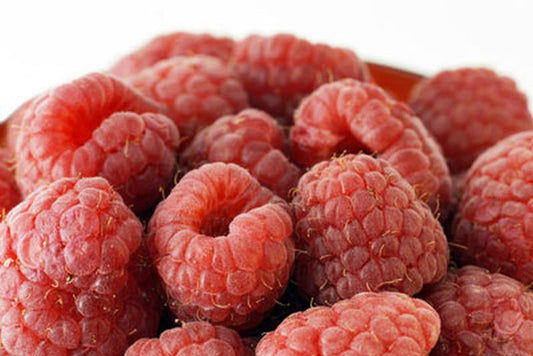 Rubus idaeus 'Malling Jewel' CAC - Himbeere 'Malling Jewel'