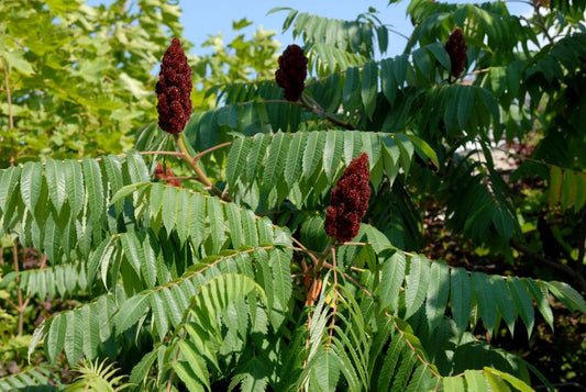 Rhus typhina - Hirschkolben-Sumach