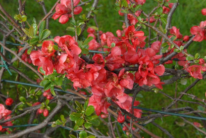 Chaenomeles speciosa - Hochwachsende Zierquitte speciosa