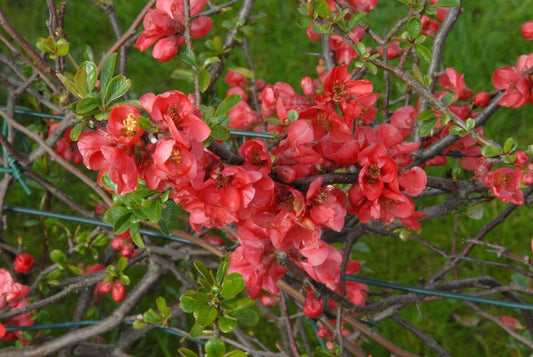 Chaenomeles speciosa - Hochwachsende Zierquitte speciosa
