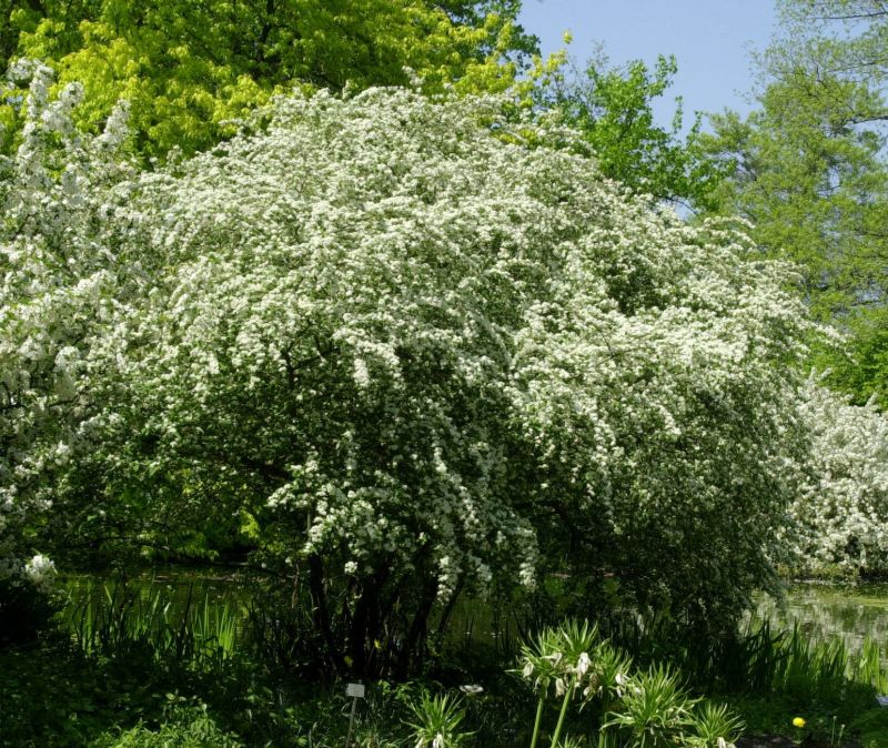 Cotoneaster multiflorus - Hohe Blütenmispel