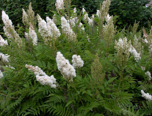 Sorbaria aitchisonii - Hohe Fiederspiere