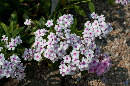 Phlox paniculata 'Bright Eyes' - Hohe Garten-Flammenblume Bright Eyes