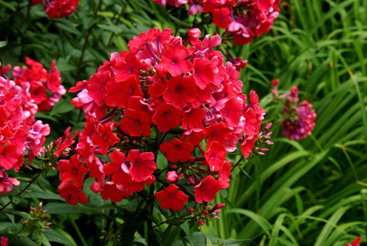 Phlox paniculata 'Starfire' - Hohe Garten-Flammenblume Starfire