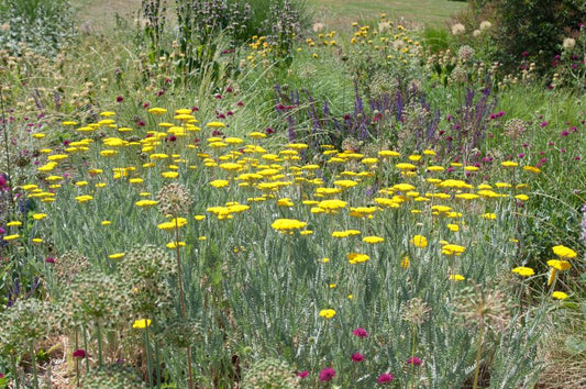 Achillea filipendulina 'Coronation Gold' - Hohe Garten-Gold-Garbe Coronation Gold