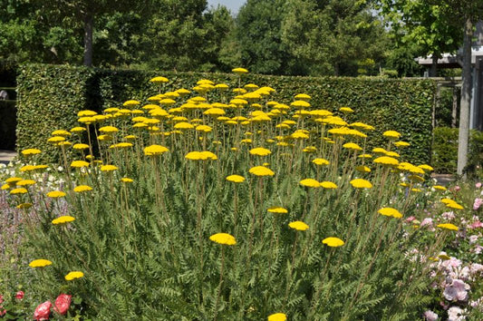 Achillea filipendulina 'Parker' - Hohe Garten-Gold-Garbe Parker