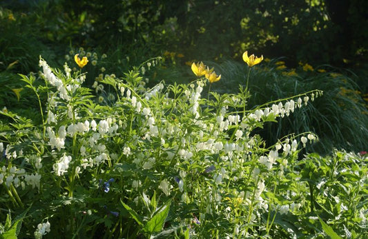 Dicentra spectabilis 'Alba' - Hohe Garten-Herzblume, Tränendes Herz