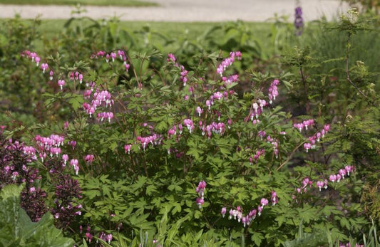 Dicentra spectabilis - Hohe Herzblume, Tränendes Herz