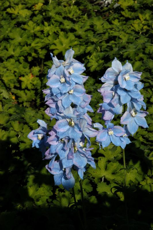 Delphinium x elatum 'Blauwal' - Hoher Garten-Rittersporn